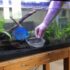 Emperor Angelfish 101: Care, Lifespan, Facts More!