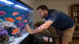 Lyretail Anthias: Essential Care Guide for Reef Tank Enthusiasts