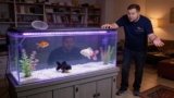 Dealing With Dead Pet Fish: Ethical Disposal Methods