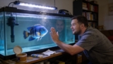 Jack Dempsey Fish: How To Care For This Feisty Cichlid