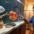 X-Ray Tetra Care Guide: Tank Setup, Diet, and Breeding Tips