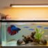 Swordtail Secrets: Care, Size, Lifespan, Breeding