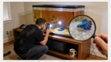 7 Ways To Tell If Betta Eggs Are Fertilized
