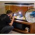Fish Suffocation? The Complex Truth Unveiled