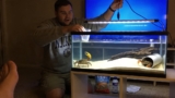 Fiddler Crab Care: Habitat, Food, Tank Mates, Setup