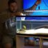 Best Betta Fish Tanks: Top 5 For 2024 And Beyond