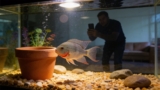 Firemouth Cichlid: Care, Companions, Size Insights