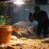 Betta Fish Tail Biting: 5 Reasons Why & How to Stop It Fast