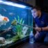 Endler’s Livebearer Care 101 (Poecilia Wingei)