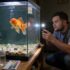 Firemouth Cichlid: Care, Companions, Size Insights