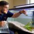 Ranchu Goldfish: Care, Tank Size, Lifespan, Setup & More