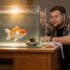 Why Goldfish And Clownfish Can’t Live Together