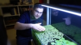 10 Best Floating Aquarium Plants ( How To Care For Them)