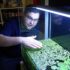 Snowflake Clownfish Care: Lifespan, Types, Size and Breeding