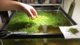 Water Sprite Thrives: Care, Float, Trim