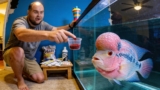 Flowerhorn Cichlid Care: Tank Mates, Food  Other Tips