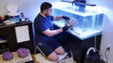 Acan Coral Care: Fragging, Mates, Tank Flow and Light