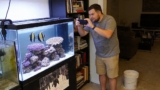 French Angelfish Care: Diet, Breeding, Mates and Tank Setup