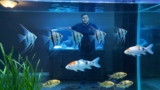 10 Types of Freshwater Angelfish to Feature in Your Aquarium