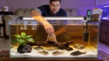 Natural pH Control in a Freshwater Aquarium (Practical Guide)