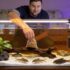 15 Types of Tetra Fish: Care, Tank Setup & Compatibility Tips