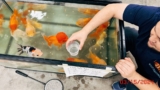 Goldfish Varieties Shine in Freshwater Spotlight