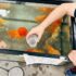 15 Types Of Freshwater Aquarium Shrimp You Need To See