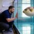 How To Tell The Difference Between Male and Female Angelfish