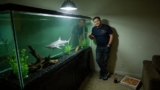 11 Freshwater Sharks For Fish Tanks Of All Sizes