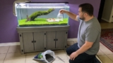 Freshwater Shrimp Tank: Stocking Setup How-to (with Decor Guide)
