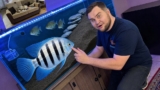 Frontosa Cichlid Care: Tank Setup, Behavior & Breeding