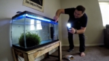 Stellar Danio Care: A Galactic Guide