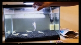 Ghost Shrimp Secrets: Care, Breeding, and Tank Harmony