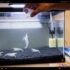 How Long Do Guppies Take To Grow?