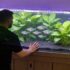 11 Popular Colorful Gourami Fish Types (with Setup Care)