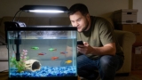 Are GloFish Aggressive & Why It Happens ?