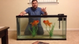 Why Goldfish And Clownfish Can’t Live Together