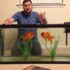 5 Best 5 Gallon Fish Tanks ( Why They’re So Good)