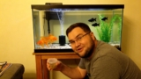 Can Goldfish And Mollies Live Together?