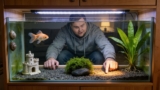 EVERY Reason Your Goldfish Is At The Bottom Of The Tank