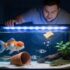 5 Best Air Stones For Aquariums (And What To Look For)