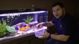 Goldfish Breeding Guide: Eggs, Fry & Tank Setup
