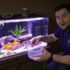 Clownfish Care Guide: Types, Tank Setup & Anemone Pairing