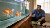 Fantail Goldfish 101: Care, Size, Lifespan Tank Mates