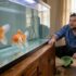 Do Goldfish Eat Algae? (All FAQ’s Answered!)