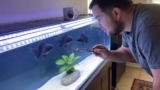 Black Moor Goldfish: Care Guide (Setup, Diet  Breeding)