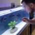 How Long Do Koi Fish Live and How to Improve Their Lifespan