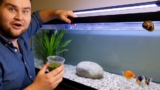 Do Goldfish Eat Algae? (All FAQ’s Answered!)