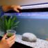 Oranda Goldfish 101: Care Tips, Size, Colors, Lifespan