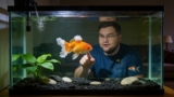 Fin Rot in Goldfish (Causes, Symptoms, Treatment,  Prevention)